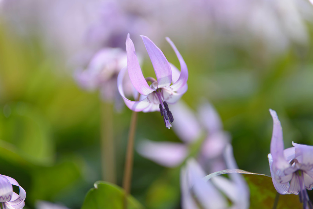 野の花　２