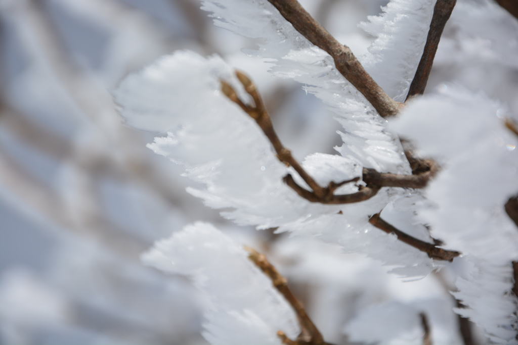 氷の花　２