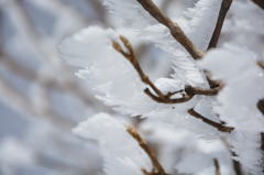 氷の花　２