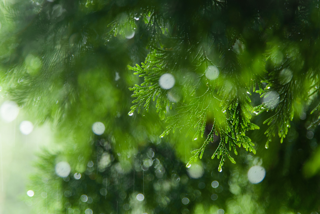 raindrops