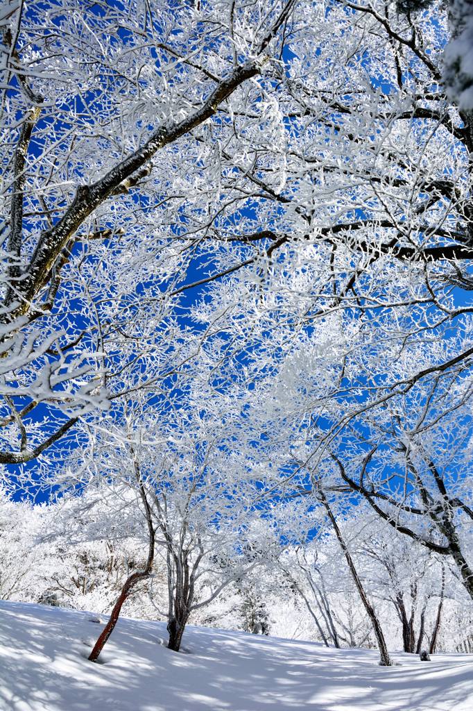 樹氷の森