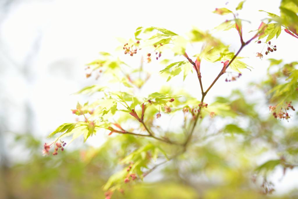 花の季節