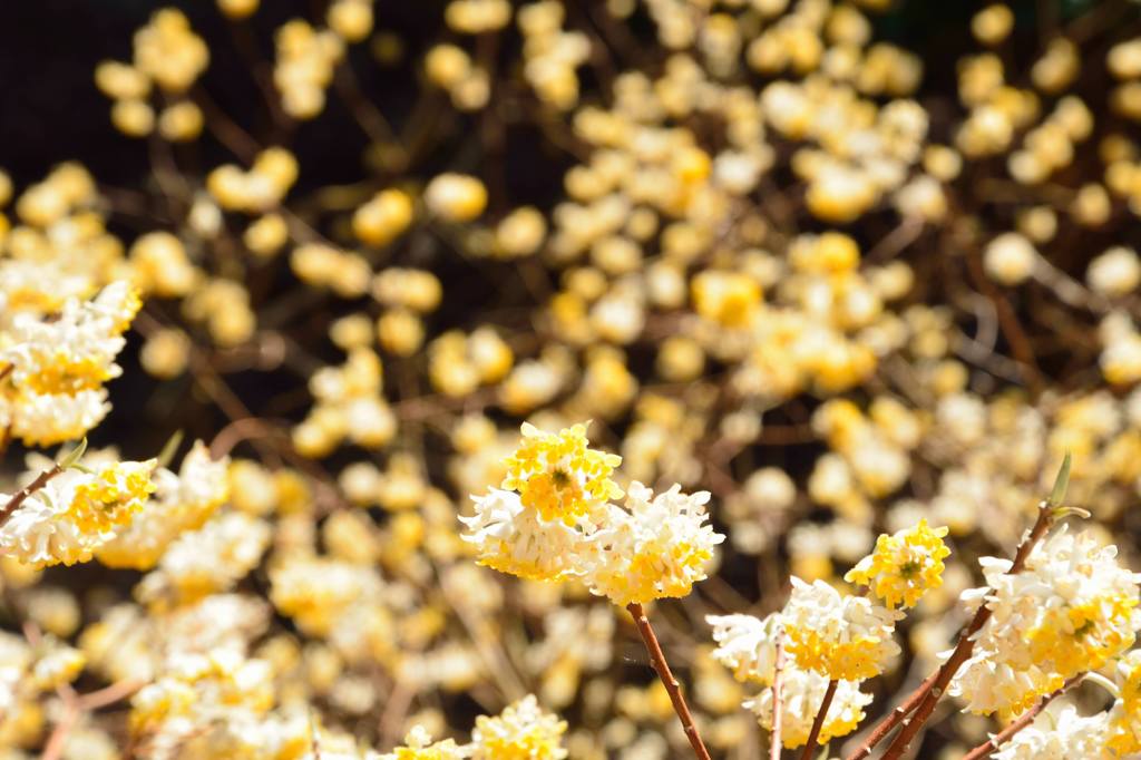 花の海