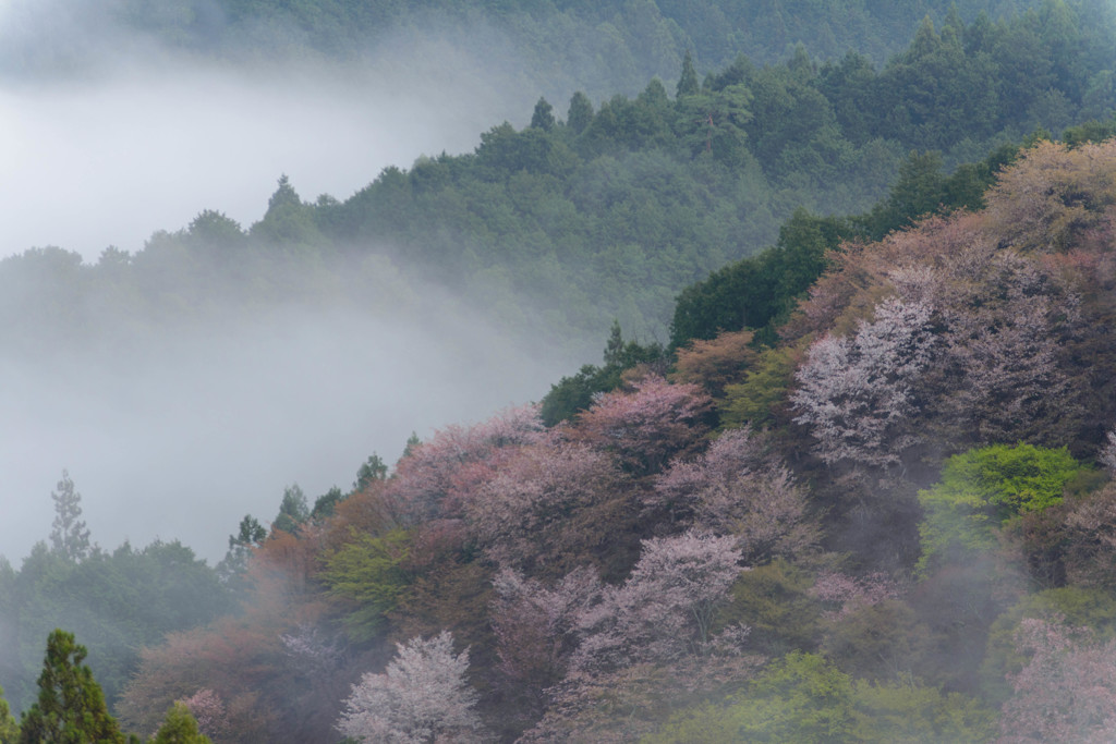 春の朝