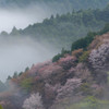 春の朝