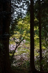 森に咲くモクレン