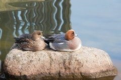 おしどり夫婦？