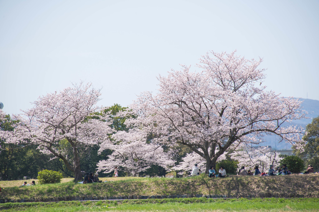 桜の樹の下で