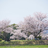 桜の樹の下で