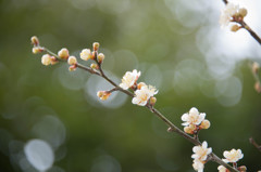春へ２