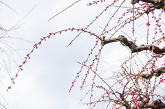 空に咲く