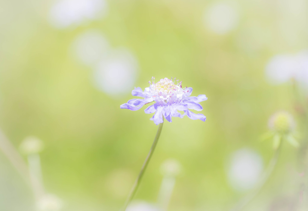 けなげ（健気）