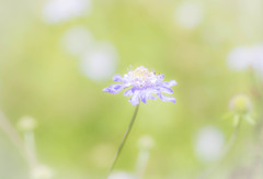けなげ（健気）