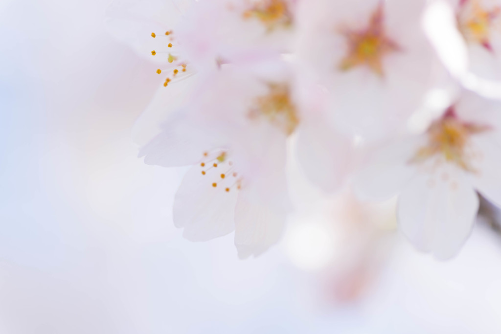サクラ桜