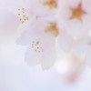 サクラ桜