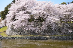彦根城の桜　２