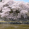 彦根城の桜　２