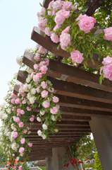 薔薇の樹の下で