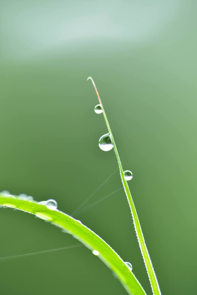 朝露