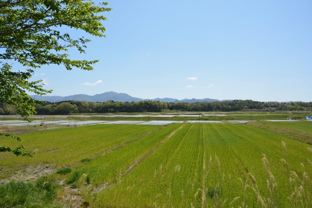 里の春