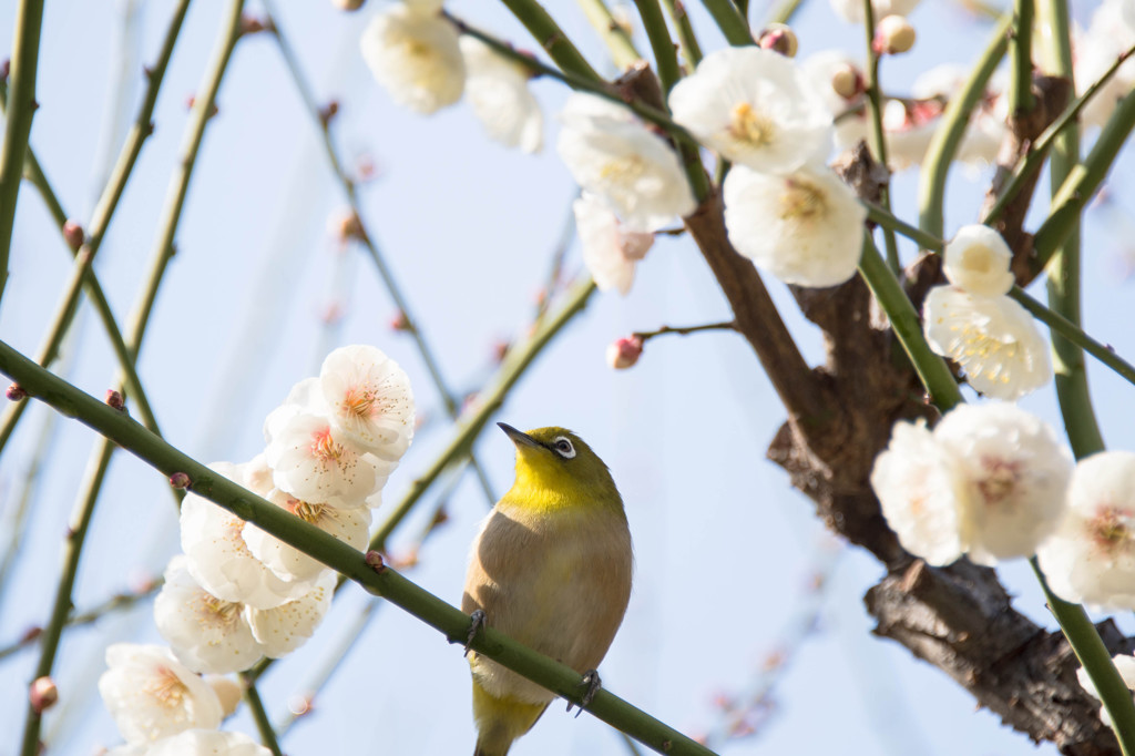spring has come！２
