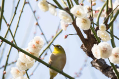 spring has come！２