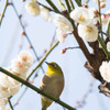 spring has come！２