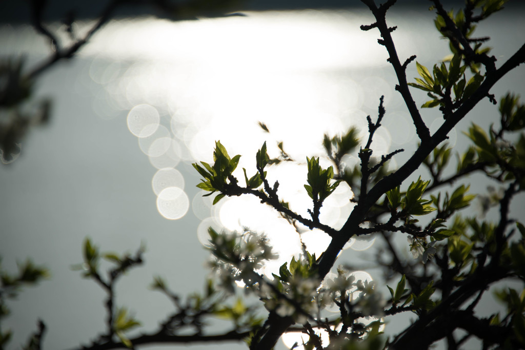 湖畔の桜　２