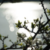 湖畔の桜　２