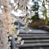 太鼓橋で