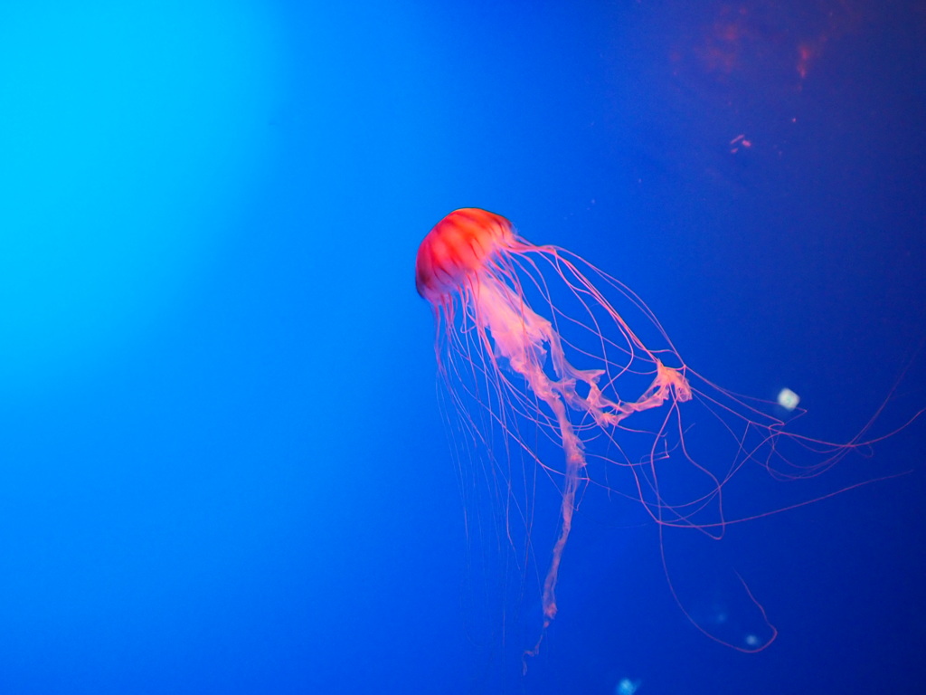 江ノ島水族館のくらげ