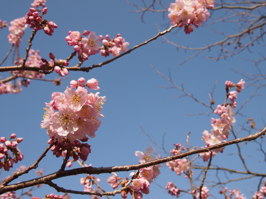 青空と桜