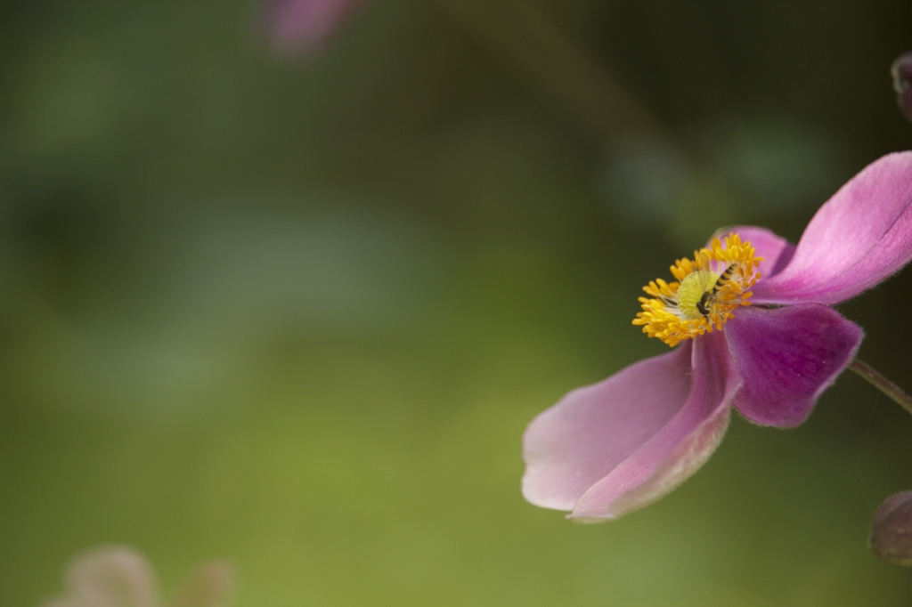 ピンクのお花