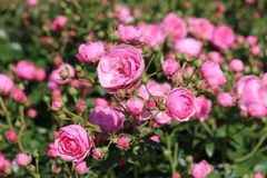 薔薇　ポンポネッラ