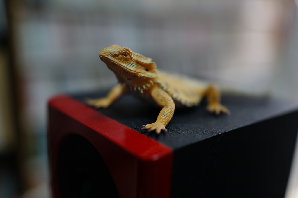 フトアゴヒゲトカゲ (4)