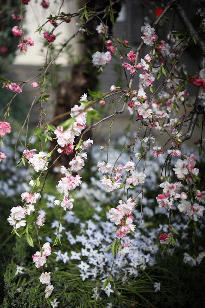 ハナモモ　ハナニラ