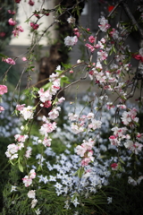 ハナモモ　ハナニラ