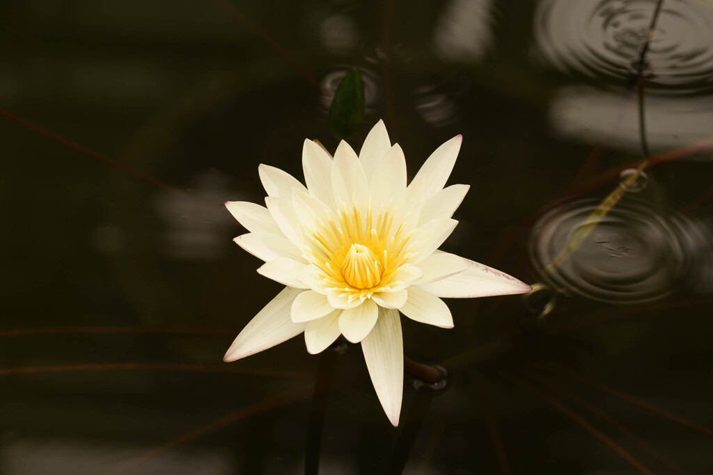 睡蓮