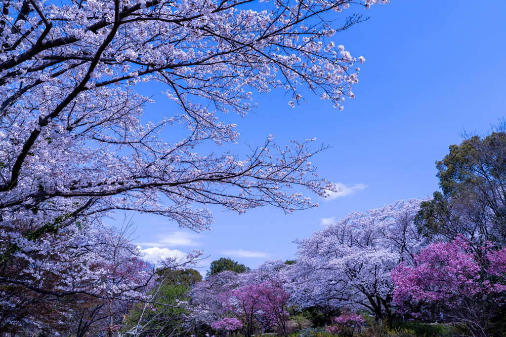 昭和記念公園