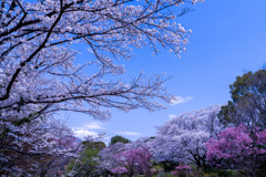 昭和記念公園