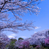 昭和記念公園