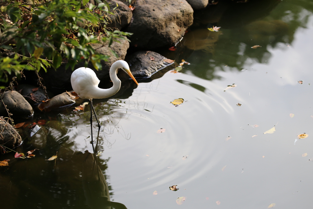 明治神宮　白鷺 (3)