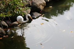 明治神宮　白鷺 (3)