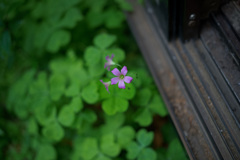 こんなところに