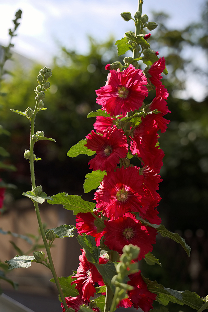 燃えるタチアオイ