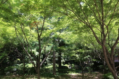 清水谷公園 (4)