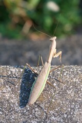 カマキリ