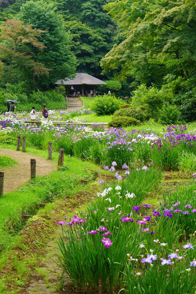 菖蒲園