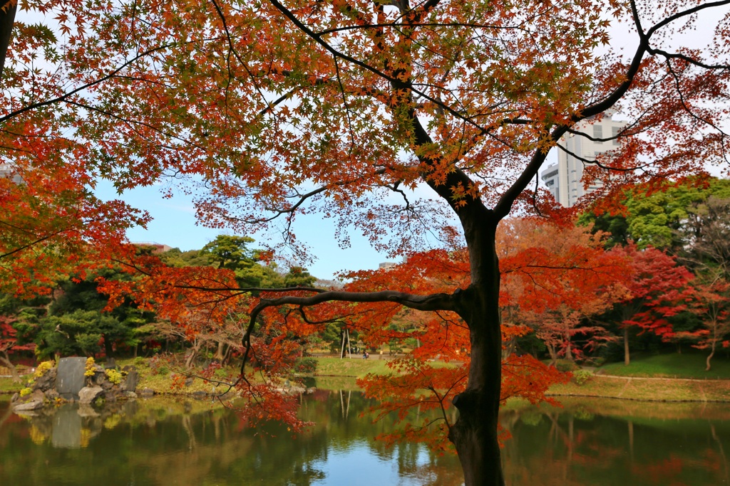 小石川後楽園 (1)