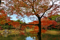 小石川後楽園 (1)